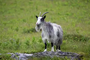 Lynton: Wild Goats of Lynton