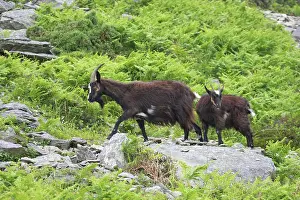 Lynton: Wild Goats of Lynton
