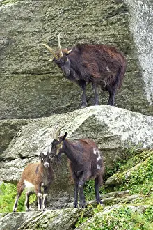 Lynton: Wild Goats of Lynton