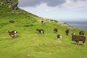 Lynton: Wild Goats of Lynton