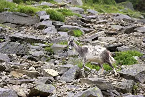 Lynton: Wild Goats of Lynton - Valley of the Rocks