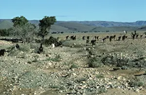 Nomadic: Wild Goats, Morocco