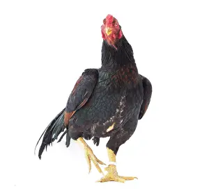 Wattles: Wild Golden Aseel Chicken Cockerel / Rooster