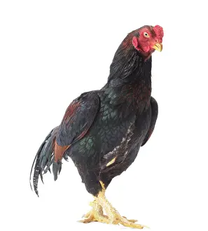 Wattles: Wild Golden Aseel Chicken Cockerel / Rooster