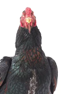 Wattles: Wild Golden Aseel Chicken Cockerel / Rooster