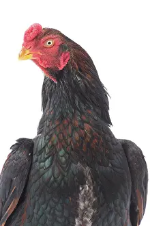 Wattles: Wild Golden Aseel Chicken Cockerel / Rooster