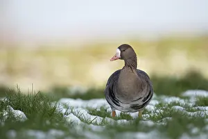 Quiet: Wild goose... White-fronted goose (Anser albifrons) adult bird on a snow-covered meadow on the Lower Rhine