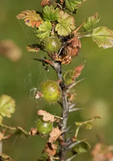 Gooseberry: Wild Gooseberry in fruit late summer
