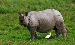 Horned: Wild Great one-horned rhinoceros (Rhinoceros uni