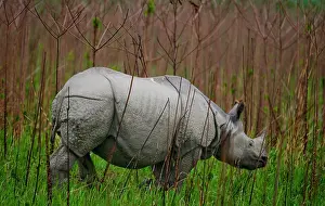 Horned: Wild Great one-horned rhinoceros (Rhinoceros uni
