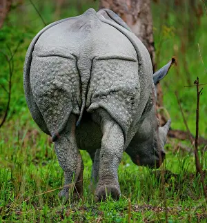 Horned: Wild Great one-horned rhinoceros (Rhinoceros uni