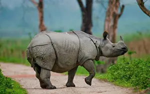 Tracks: Wild Great one-horned rhinoceros (Rhinoceros uni