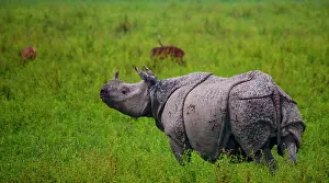 Horned: Wild Great one-horned rhinoceros (Rhinoceros uni