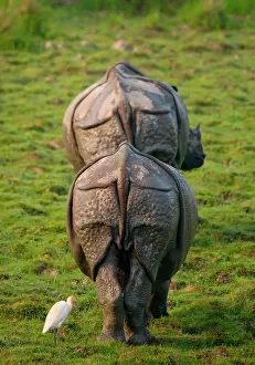 Horned: Two Wild Great one-horned rhinoceroses (Rhinocer