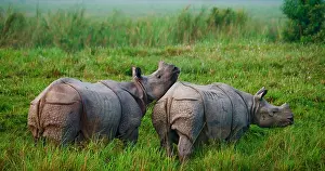 Touching: Two Wild Great one-horned rhinoceroses (Rhinocer