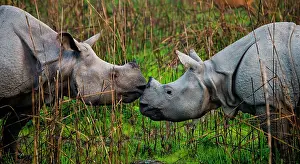 Touching: Two Wild Great one-horned rhinoceroses (Rhinocer