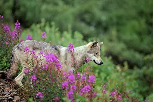 Fireweed: Wild Grey Wolf - among fireweed blossoms, Summer