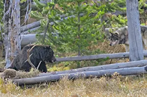 Steal: Wild Grey Wolf - and Grizzly Bear at wolf kill