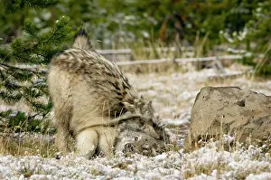 Rubbing: Wild Grey Wolf - rubbing on something on the ground