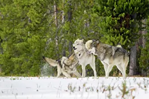 Approximately: Wild Grey Wolf - in snow - approximately 6 month