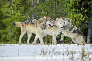 Approximately: Wild Grey Wolf - in snow - approximately 6 month