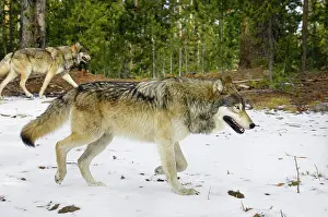 Travelling: Wild Grey Wolf - travelling through territory - in snow
