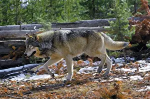 Travelling: Wild Grey Wolf - travelling through territory - in snow