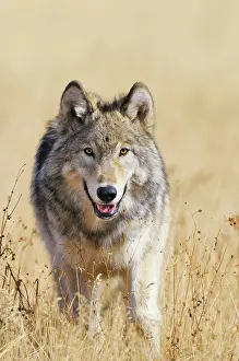 Wolves: Wild Grey Wolf - walking in autumn