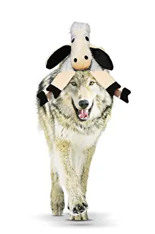 Fancy: Wild Grey Wolf wearing Sheep hat, Wolf in Sheeps clothing