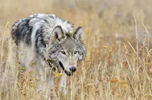 Wolves: Wild Grey Wolves - autumn