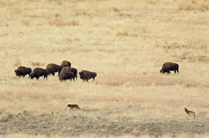 Checking: Wild Grey Wolves - checking out herd of Bison - Autumn