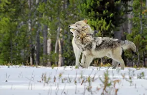 Pat And Tom Leeson: Wild Grey Wolves - greeting in snow - closer wolf