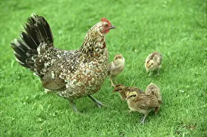 Kauai: Wild Hawaiian Hen with Chicks