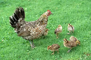 Hawaiian: Wild Hawaiian hen and chicks