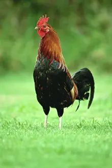 Wattles: Wild Hawaiian Rooster