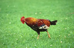 Hawaiian: Wild Hawaiian rooster
