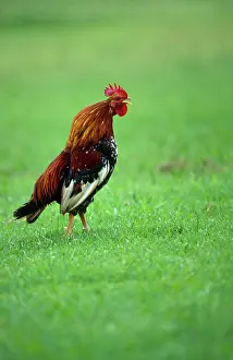 Hawaiian: Wild Hawaiian rooster