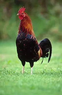 Hawaiian: Wild Hawaiian rooster