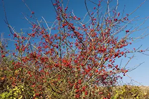 Haws: Wild hawthorn in fruit - haws - in autumn