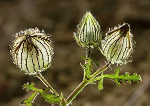 Hibiscuses: A wild hibiscus in fruit