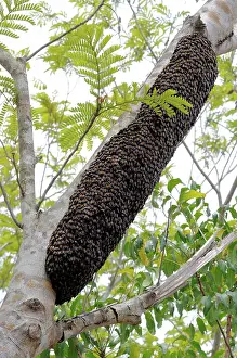 Hive: Wild honey bees