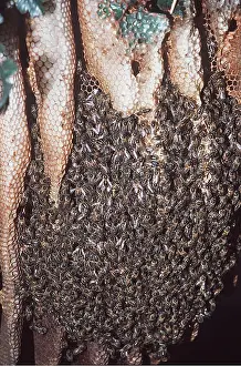 Comb: Wild honeybees on natural comb