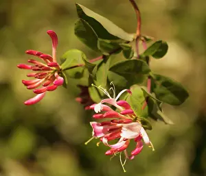 Creeper: Wild Honeysuckle, Lonicera periclymenum, hanging down agains