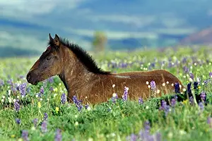 Bistort: Wild Horse - colt rests among lupine and bistort