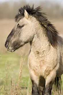 Flevoland: Wild Horse (Equus caballus), Flevoland, The Net