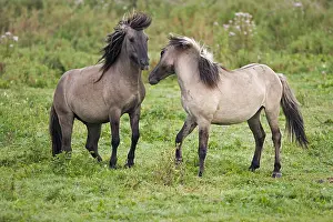 Flevoland: Wild Horse (Equus caballus) pair fighting, Oost
