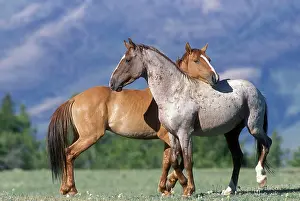 Mustang: Wild HORSE / Mustang - two, standing close together