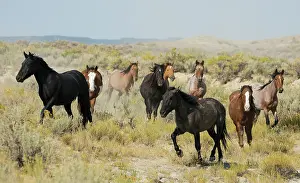 Basin: Wild horses approaching waterhole