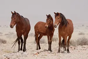 Feral: Three wild horses (Equus ferus), Namib Desert