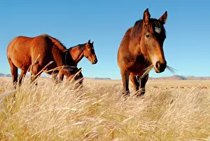 Namibian: Wild Horses (Equus ferus) in the Namib Desert, Garub